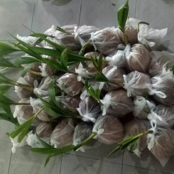 ต้นมะพร้าวกะลาเล็กแบบแกะพร้อมส่ง  วัตถุดิบทำบอนไซ - รูปที่ 5