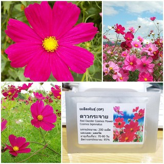 เมล็ดพันธุ์ ดาวกระจายสีแดง ดอกคอสมอส (Red Dazzler Cosmos Flower Seed) บรรจุ 200 เมล็ด คุณภาพดี ราคาถูก ของแท้ 100%