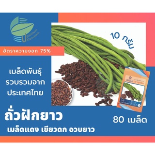 ถั่วฝักยาว เมล็ดแดง (Yard Long Bean)