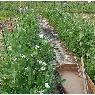 เมล็ดพันธุ์ ถั่วหวาน, ถั่วลันเตาหวาน Sugar Daddy Snap Pea Seed บรรจุ 25 เมล็ด คุณภาพดี ของแท้ 100%