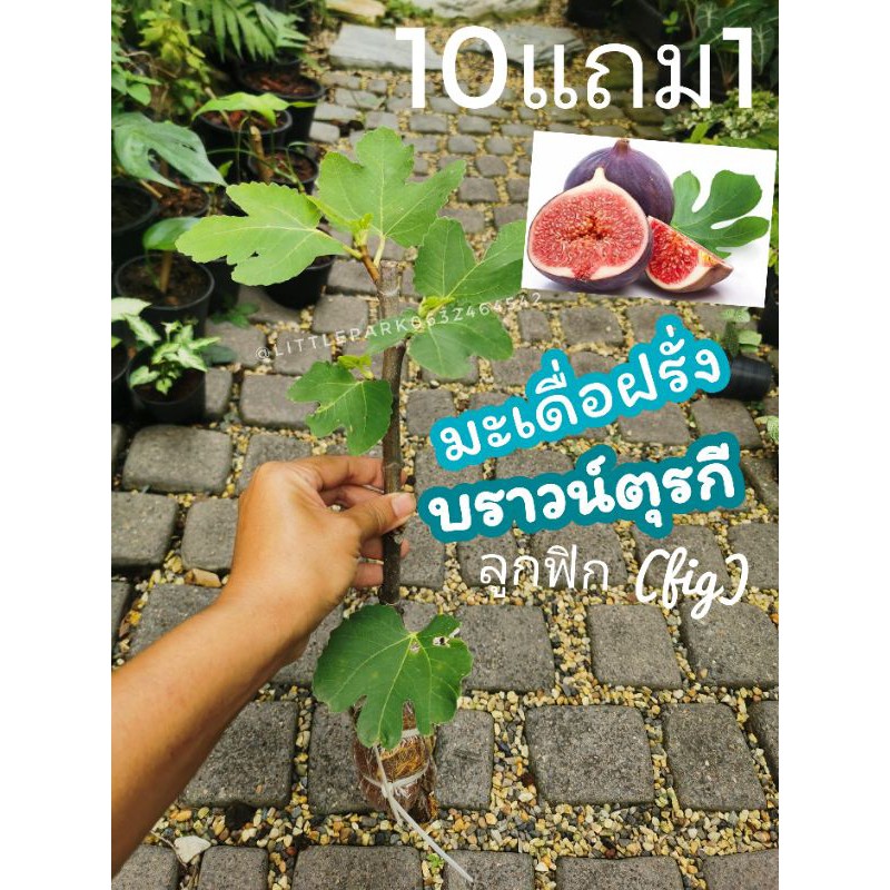 ต้นฟิกซ์​ ต้นมะเดื่อฝรั่ง​ บราวน์ตุรกี​ brown turkey fig tree ผลไม้ ผักสลัด ต้นกล้า กิ่งตอน เมล็ดพันธุ์ จัดสวน ดิน ปุ๋ย