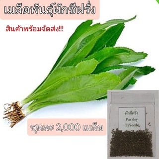 เมล็ดพันธุ์ผักชีฝรั่ง...ชุดละ..2,000..เมล็ด(พร้อมคู่มือการปลูก)