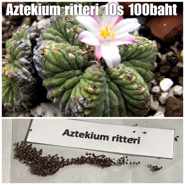 Aztekium ritteri 10เมล็ด 100บาท