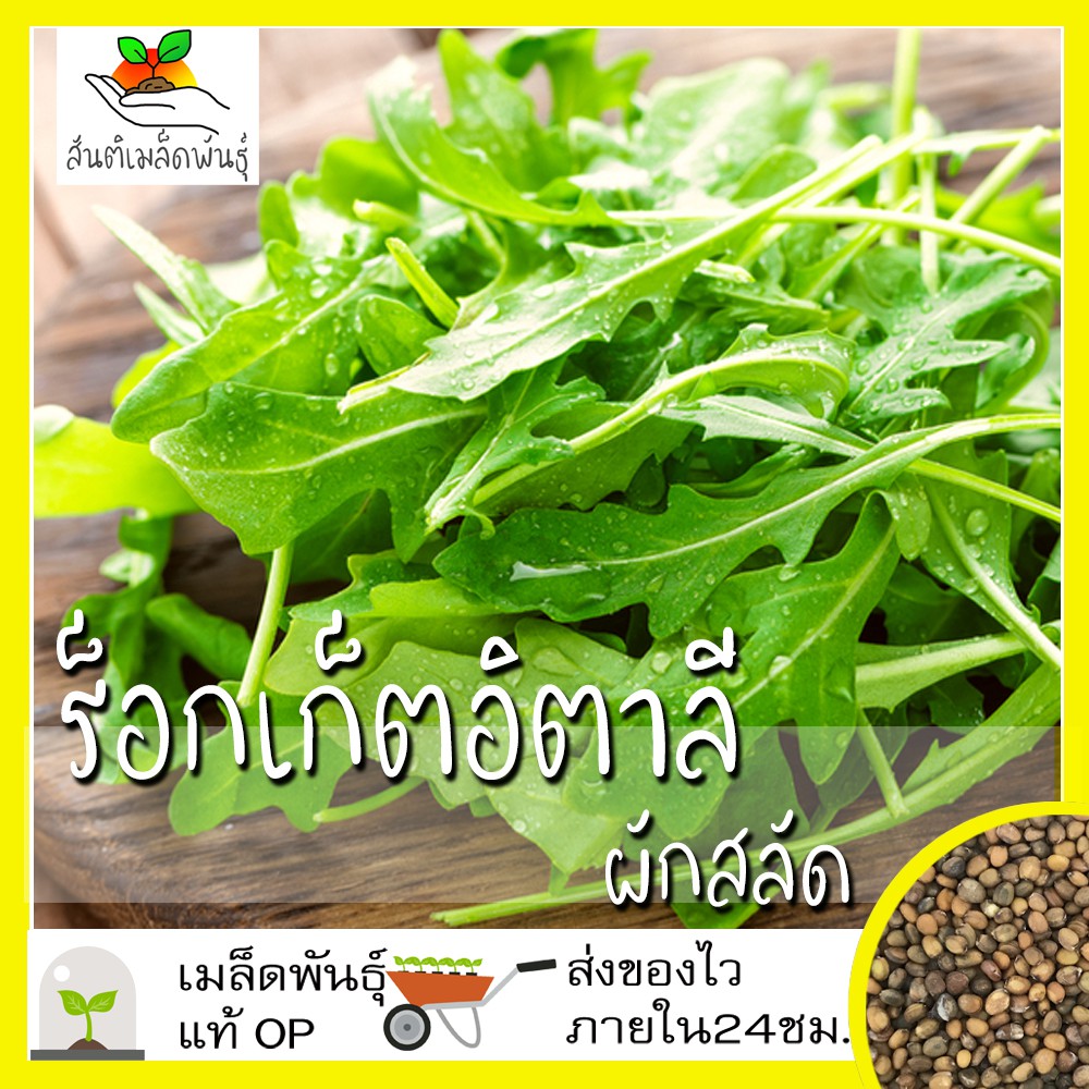 เมล็ดพันธุ์ ผักสลัด ร็อกเก็ตอิตาลี 500 เมล็ด Italian Rocket (Eruca sativa) เมล็ดพันธุ์แท้ นำเข้าจากต่างประเทศ ปลูกผัก