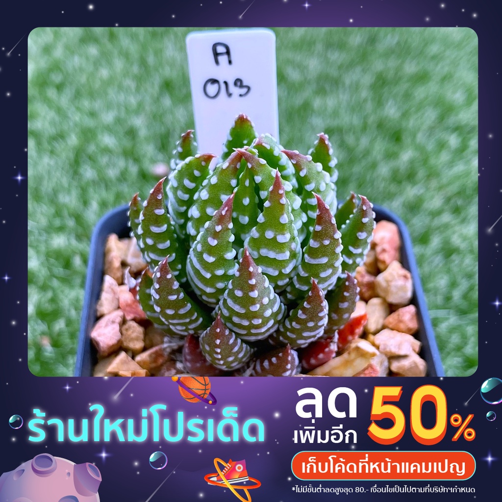 H.reinwerdetii ม้าลายไก่ต๊อก A013