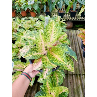 (Aglaonema)เศรษฐีเรียกทรัพย์ ไม้มงคลสะสม‼️ราคาถูก