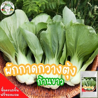 เมล็ดพันธุ์ ผักกาด กวางตุ้ง ก้านขาว Milky Dwarf Pak Choi Seed 500 เมล็ด เมล็ดพันธุ์แท้ นำเข้าจากต่างประเทศ ปลูกผักสวนครัว เมล็ดผัก โตไว