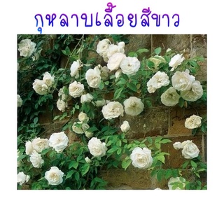 เมล็ดพันธุ์ กุหลาบเลื้อย สีขาว