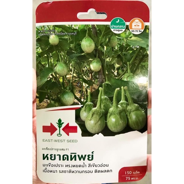 เมล็ดมะเขือเปราะ F1 หยาดทิพย์ 20 กรัม ศรแดง