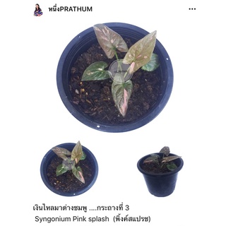 ไหลมาด่างชมพู ....กระถางที่ 3  Syngonium Pink splash  (พิ้งค์สแปรช)