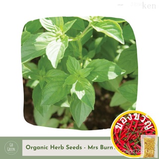 [Go Green] Mrs Burns Lemon Basil Seeds - Organic Herb Seedsเมล็ด/พาสต้า/กางเกง/เสื้อ/หมวก/เด็ก/ผู้ชาย/ดอกไม้/เมล็ด/กระโ