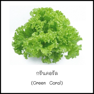 เมล็ดผักสลัดกรีนคอรัล (Green Coral) 100 เมล็ด [10 แถม 1 คละได้]