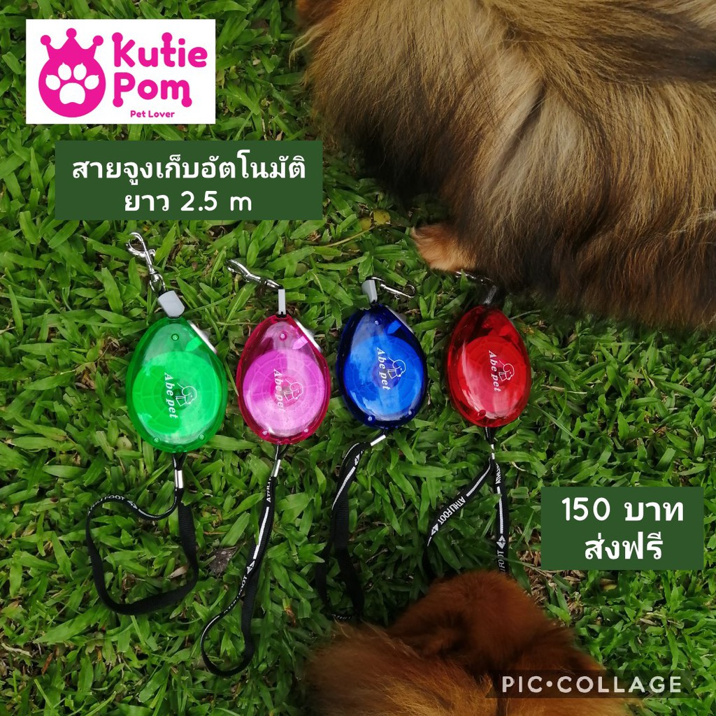 Kutiepom [ส่งจากไทย] สายจูงอัตโนมัติสีใส เหมาะสำหรับสุนัข แมว พันธุ์เล็ก ยาว 2.5 เมตร Retractable pet leash 2.5 meters