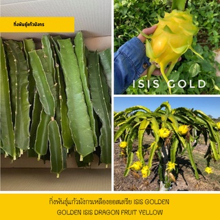 ต้นแก้วมังกรเหลืองออสเตรีย Isis Golden ( Golden Isis Dragon Fruit Yellow ) แก้วมังกรสีเหลือง