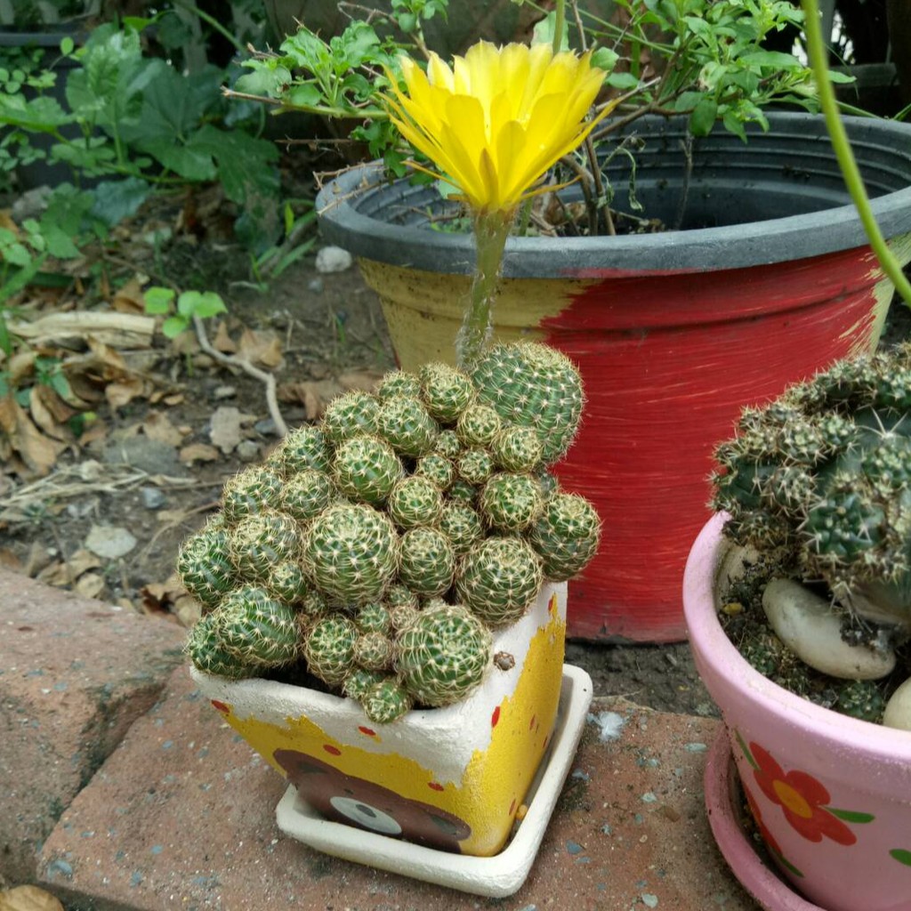 ดินสำหรับปลูกแคคตัสและไม้อวบน้ำ ประกอบด้วย 11 ส่วนผสม ผสมสำเร็จพร้อมปลูก นน. 500 กรัม - รูปที่ 3