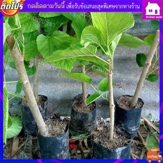 ต้นมัลเบอรี่ (พันธุ์เกษตร)ใบม่อน ต้นมัลเบอร์รี่ ต้นหม่อน ใบหม่อน ใส่ต้มไก่อร่อยมาก