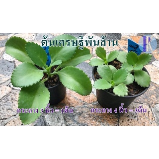 ต้นเศรษฐีพันล้านพร้อมกระถางดำ 3 และ 4 นิ้ว (Kalanchoe hybrid)