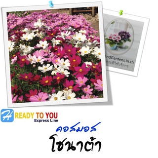 ดาวกระจาย (Cosmos) คอสมอส โซนาต้า 25 เมล็ด (จาก PanAmerican Seed Co.)