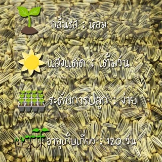 เมล็ดพันธุ์ ดอกเดซี่ สีขาว 200 เมล็ด Silver Princess Shasta Daisy Seed เมล็ดพันธุ์แท้100% นำเข้าจากต่างประเทศ ปลูกผักสวน