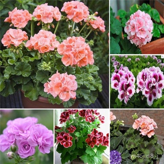 （อัตราการปลูกสูง）เมล็ด คุณภาพดี ราคาถูก ของแท้ 100% บอนสี 100pcs/bag Geranium Seeds บอนไซ ผักสวนครัว Flower Seeds Plant