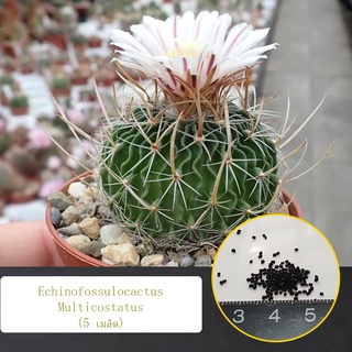 Echinofossulocactus Multicostatus (5 เมล็ด)