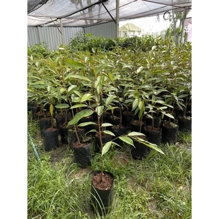 ต้นทุเรียนหมอนทอง 80-90cm ++❗️ ทรงกระโดงถุงใหญ่ ทรงกิ่งข้าง 1 ออเดอร์มากสุดได้แค่ 5 ต้นนะคะ