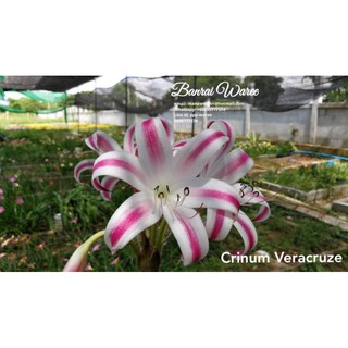 พลับพลึง​ Crinum Veracruze หัวไซส์ดอก​ ดอกหอมมาก​ พลับพลึงนอก