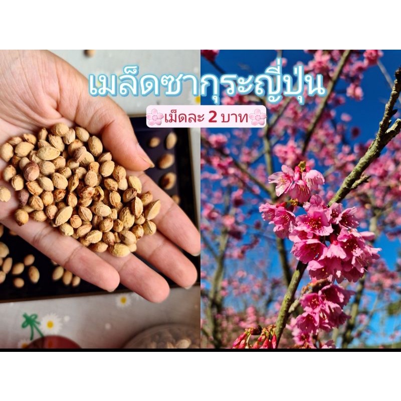 เมล็ดพันธุ์ซากุระญี่ปุ่น (ชุด50เมล็ด) เมล็ดซากุระญี่ปุ่น