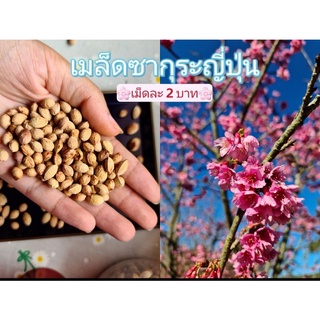 เมล็ดพันธุ์ซากุระญี่ปุ่น (เม็ดละ2บาท) เม็ดซากุระ