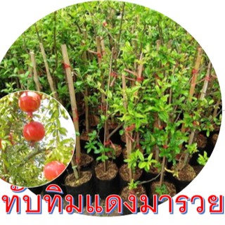 ต้นทับทิมแดงมารวย ลูก+เนื้อสีแดง รสหวาน เมล็ดเล็กและนิ่ม 1ปี เริ่มให้ผลผลิต ต้นสูงประมาณ 70-80cm.(กิ่งตอน) 1ต้น