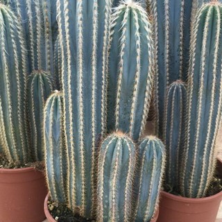 Cereus azureus (10 seeds)