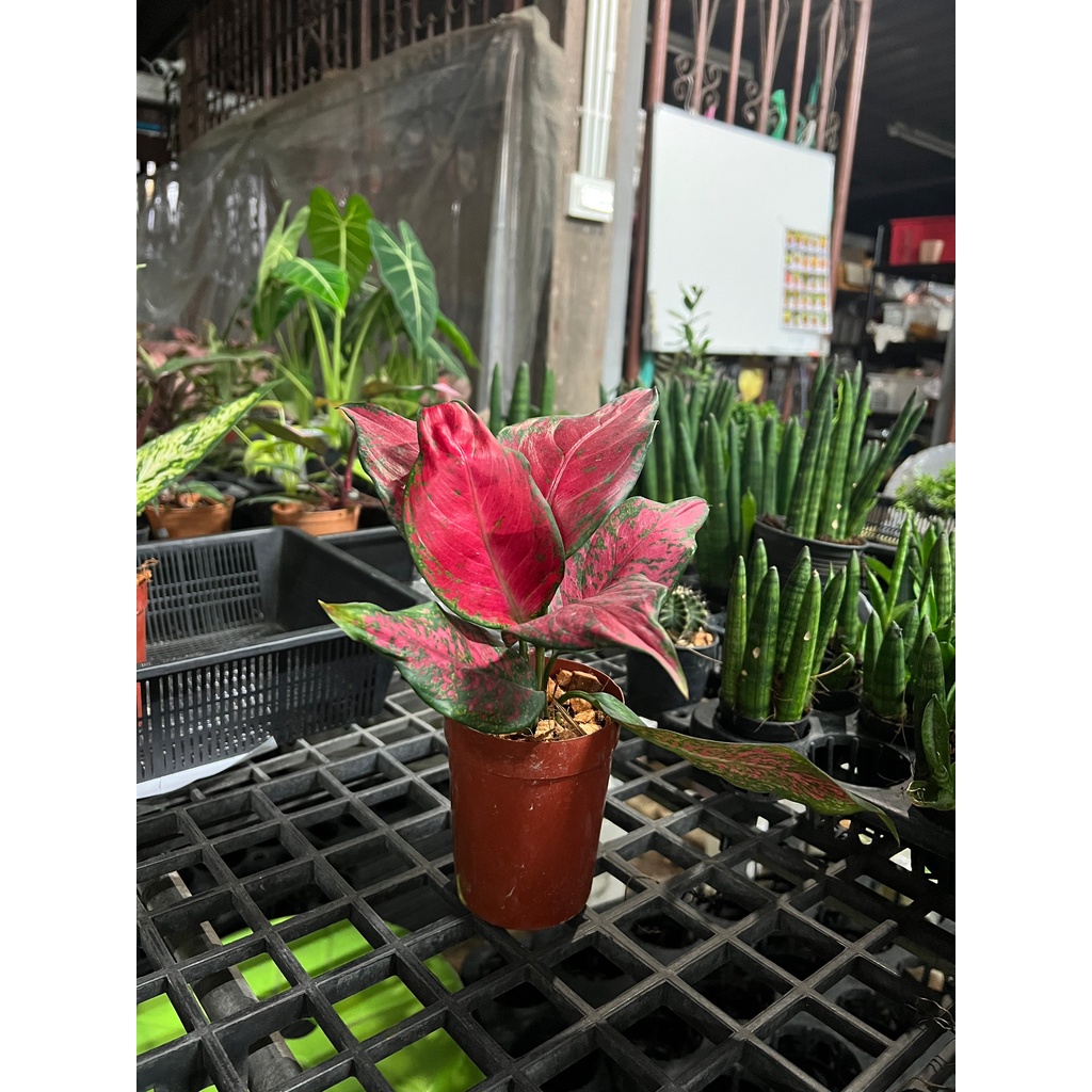 มุมมอง 3