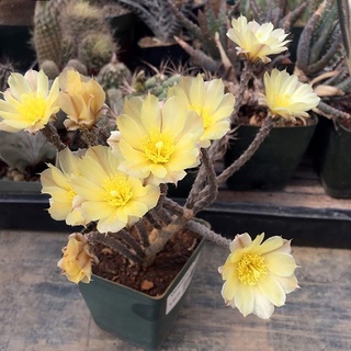 Pterocactus decipiens (เพโรแคคตัว ดิเซเปียนร์)