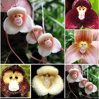 เมล็ดพันธุ์ดอกไม้ กล้วยไม้หน้าลิง 30 เมล็ด ดอกไม้ปลูก คละสี คละแบบ Monkey Face Orchid Bonsai Plant House Garden Flow