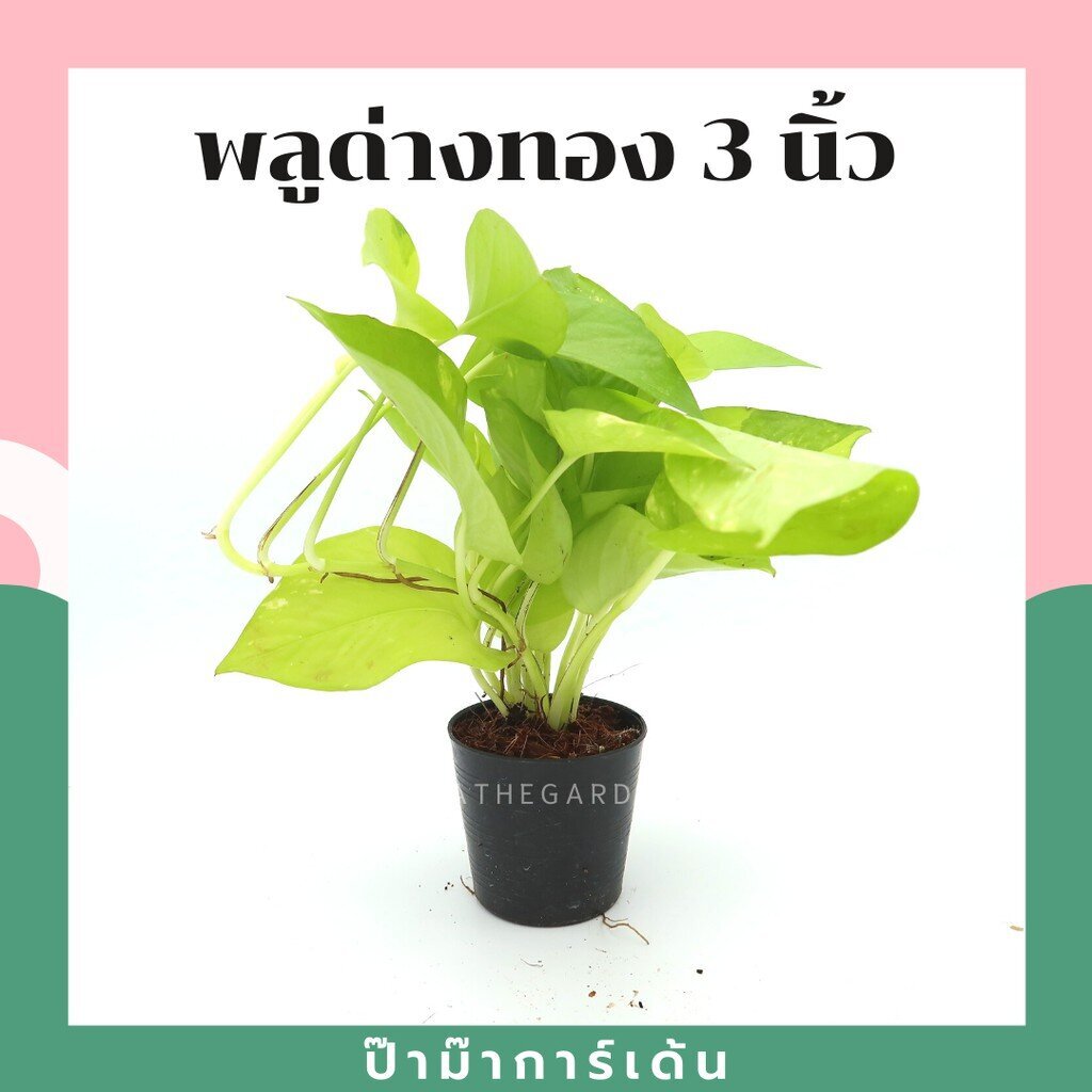 มุมมอง 5