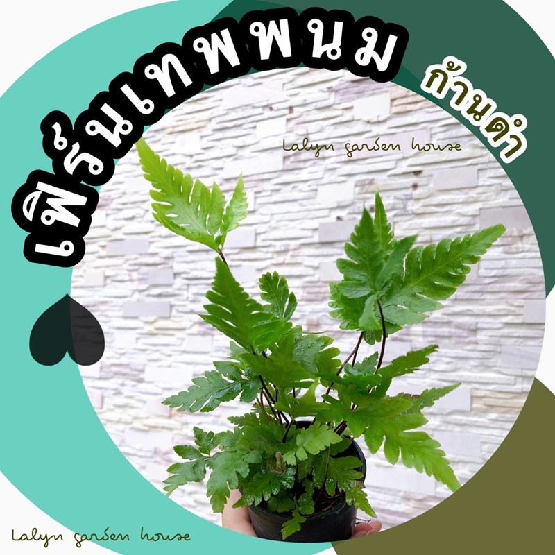 เฟิร์นเทพพนม (ก้านดำ) ไม้ในร่ม ฟอร์มกอ ก้านสีดำแข็งแรง ทรงใบไทยๆสวยงามมากค่ะ เหมาะกับปลูกในร่ม แดดรำไรจ้า
