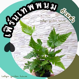 🌱🌿เฟิร์นเทพพนม (ก้านดำ)🖤🌿 ไม้ในร่ม ฟอร์มกอ ก้านสีดำแข็งแรง ทรงใบไทยๆสวยงามมากค่ะ เหมาะกับปลูกในร่ม แดดรำไรจ้า 🌱🌿