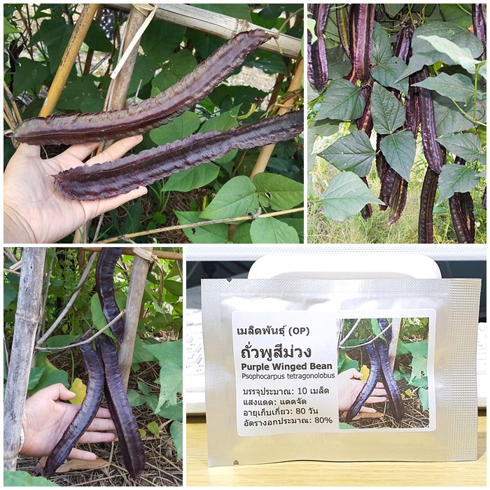 เมล็ดพันธุ์ ถั่วพูสีม่วง (Purple Winged Bean Seed) บรรจุ 10 เมล็ด คุณภาพดี ของแท้ 100%