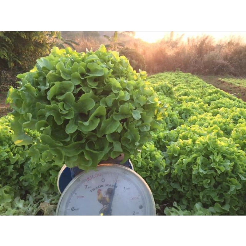 ปุ๋ยหมัก​มูล​เป็ด​​3กิโลส่งฟรี.. ได้ผ่านการหมักแบบธรรมชาติ​แล้วพร้อมใช้ - รูปที่ 2