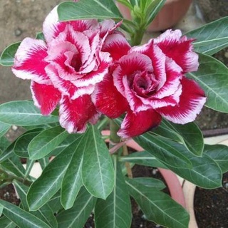 12 เมล็ด เมล็ดพันธุ์ ชวนชม สายพันธุ์ไต้หวัน ดอกซ้อน Adenium Seeds