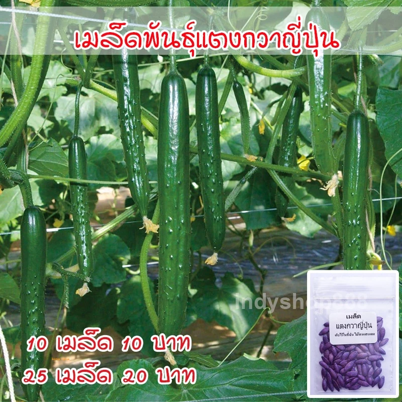เมล็ดแตงกวาญี่ปุ่น เมล็ดพันธุ์คุณภาพ แบบเคลือบ 25 เมล็ด [10 แถม 1 คละได้]