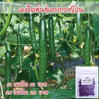 เมล็ดแตงกวาญี่ปุ่น เมล็ดพันธุ์คุณภาพ แบบเคลือบ 25 เมล็ด [10 แถม 1 คละได้]