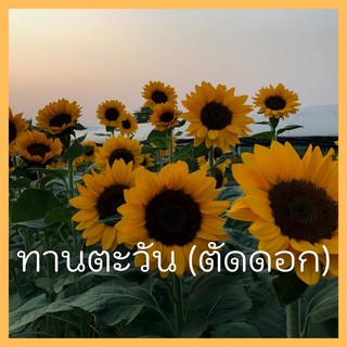 เมล็ดพันธุ์ทานตะวัน ตัดดอก 15 เมล็ด พันธุ์แท้ 100%