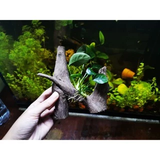 🎋ขอนไม้แต่งตู้ปลา​ อนูเบียสเกาะ1ช่อไม้ใหญ่🎋🎏