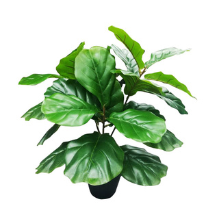 🔥ลดตาแตก🤩 ต้นไทรใบสักประดิษฐ์  60 ซม. ARTIFICIAL FIDDLE-LEAF FIG SPRING 60CM สินค้าคุณภาพสูง