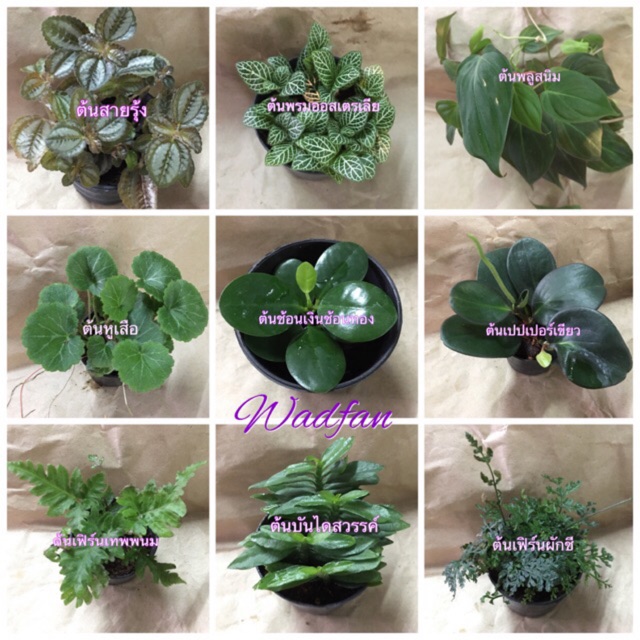 ต้นไม้ประดับ_หลากหลายชนิด