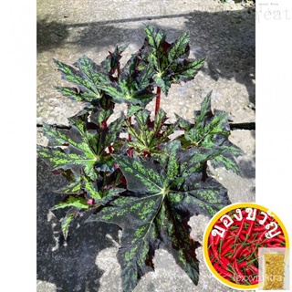 พืชสกุลเขียว-บีทริกซ์ Begonia/观叶พืช/ในร่มพืช/พืชป่าฝน/ห้านิ้วหม้อ母婴/裙子/通心菜/种子/头饰/园艺/芹菜/花园/鲜花/玫瑰/ LTQT