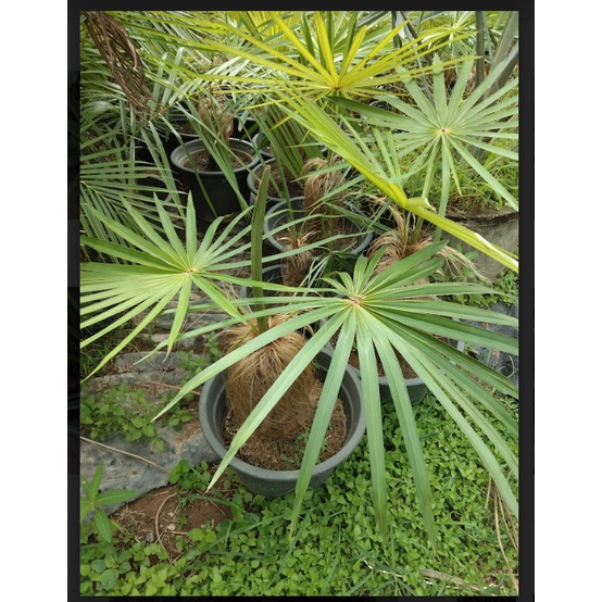 ต้นปาล์มเคราฤาษี ไม้ประดับ สูง 70 ซม ขึ้นไป ที่โคนมีเคราขึ้นทุกต้นไม่ต้องรอนาน ถุงใหญ่ หนักมาก ต้นสวยๆ ราคาถูก - รูปที่ 3