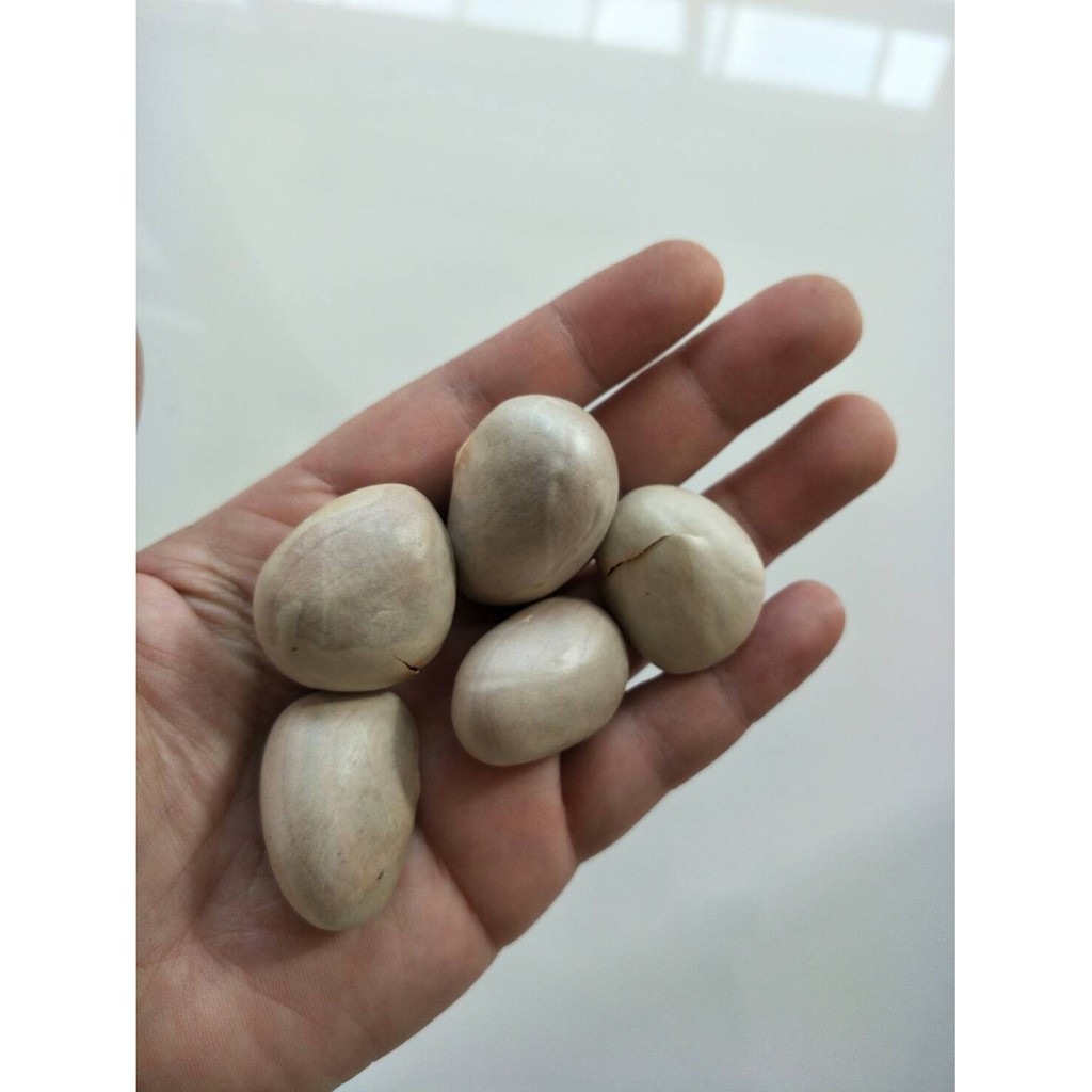 เมล็ดขนุนทองประเสริฐพร้อมปลูก 1 ซอง 10 เม็ด 20 บาท เมล็ดขนุน