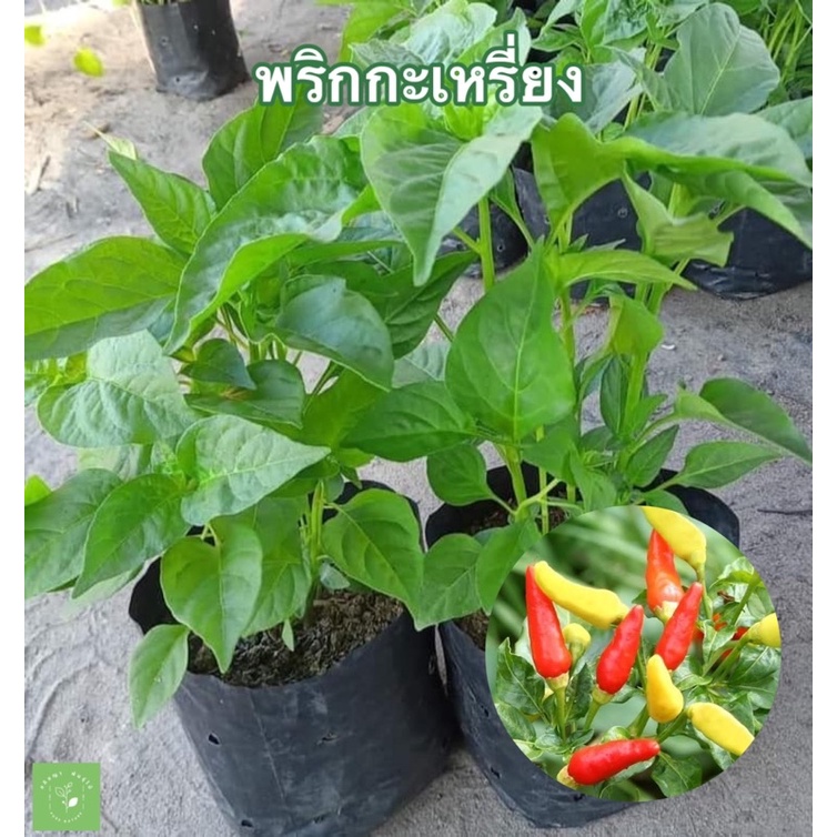 ( พร้อมส่ง ) พริกกะเหรี่ยง จิ๋วแต่แจ๋ว ! ความเผ็ดไม่เป็นรองใคร รสชาติเผ็ดร้อนและทนแมลง ติดผลให้ทานตลอดทั้งปี